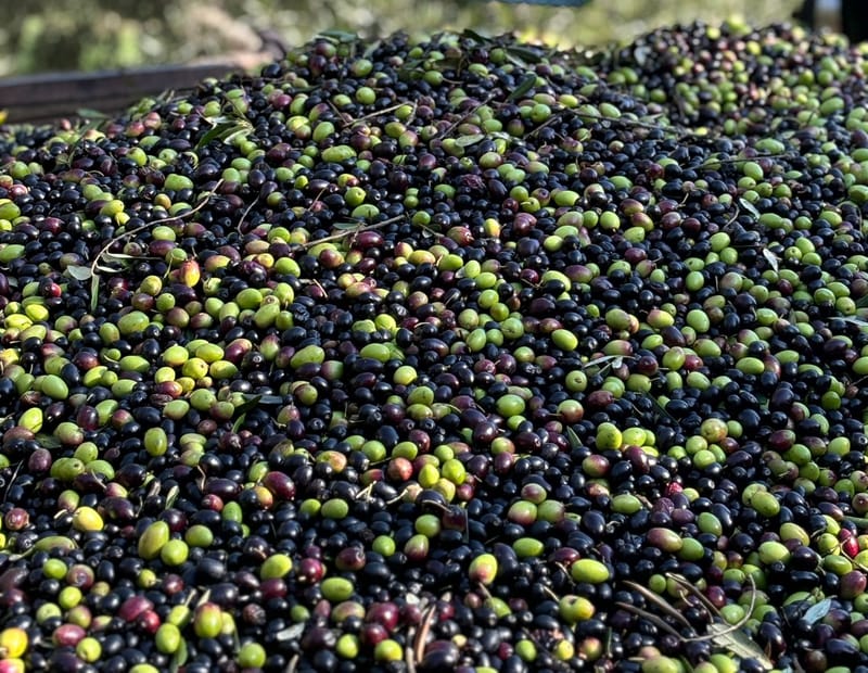 Frisch geerntete Oliven, grün und violett gemischt, im Anhänger direkt vom Feld